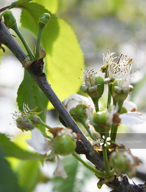 山东枣庄山亭区果树大棚内茁壮成长的绿色樱桃幼果图片素材