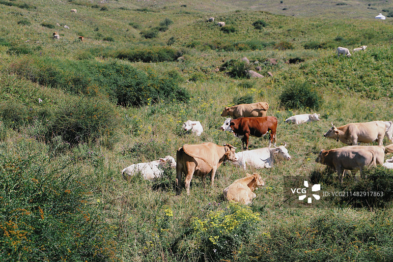 析城山圣王坪草原上的湖泊河流青草牛羊图片素材