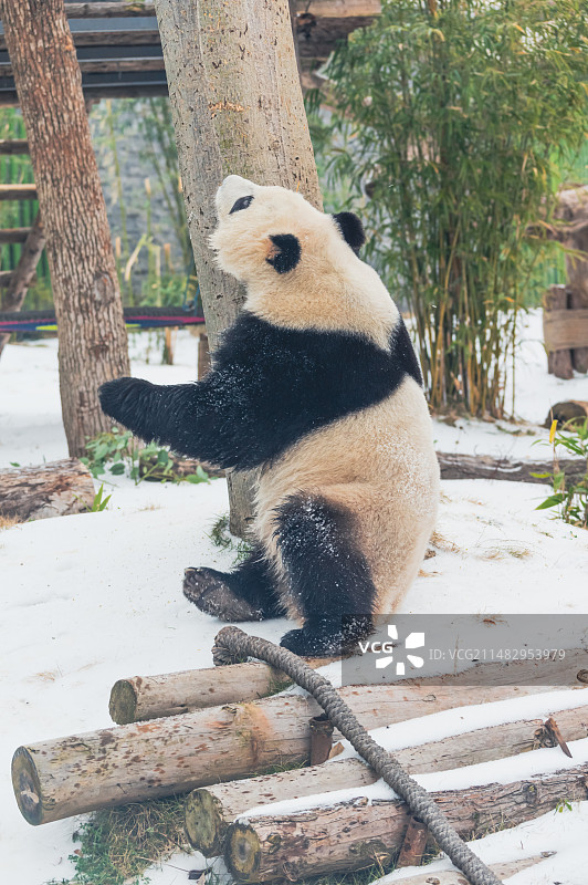 武汉动物园可爱的大熊猫图片素材