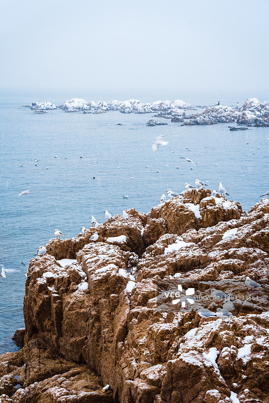 青岛冬季下雪后，海鸥海边觅食图片素材