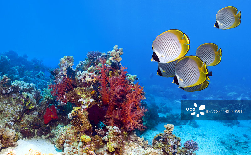 熊猫蝴蝶鱼在珊瑚礁上图片素材
