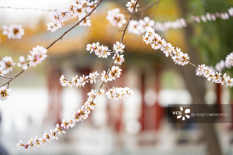 春天北京北海公园阐福寺山桃花盛开特写美景图片素材