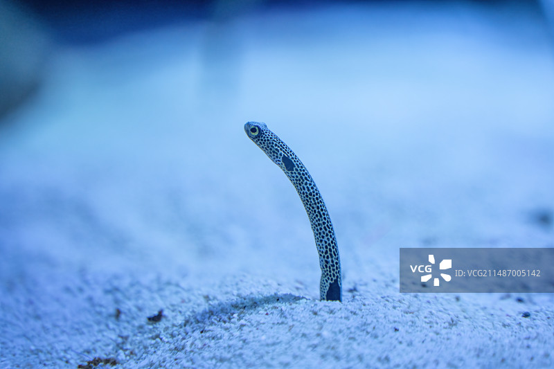 四川成都极地海洋公园水族箱里的花园鳗图片素材