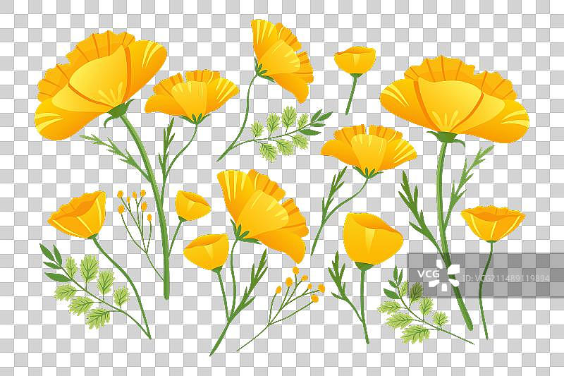 加利福尼亚罂粟的黄色花朵图片素材