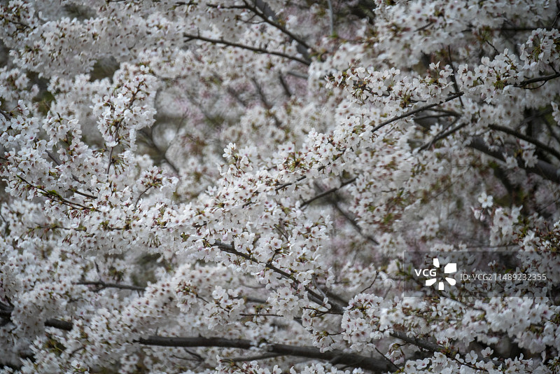 北京玉渊潭的樱花盛开图片素材