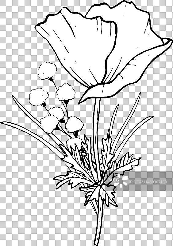 罂粟与田野的花朵和草的花束图片素材