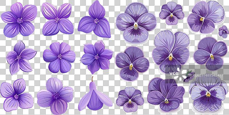 紫罗兰花套装图片素材