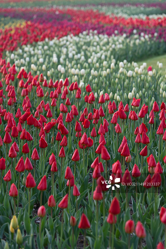 杭州西湖景区太子湾公园郁金香鲜花季春天图片素材