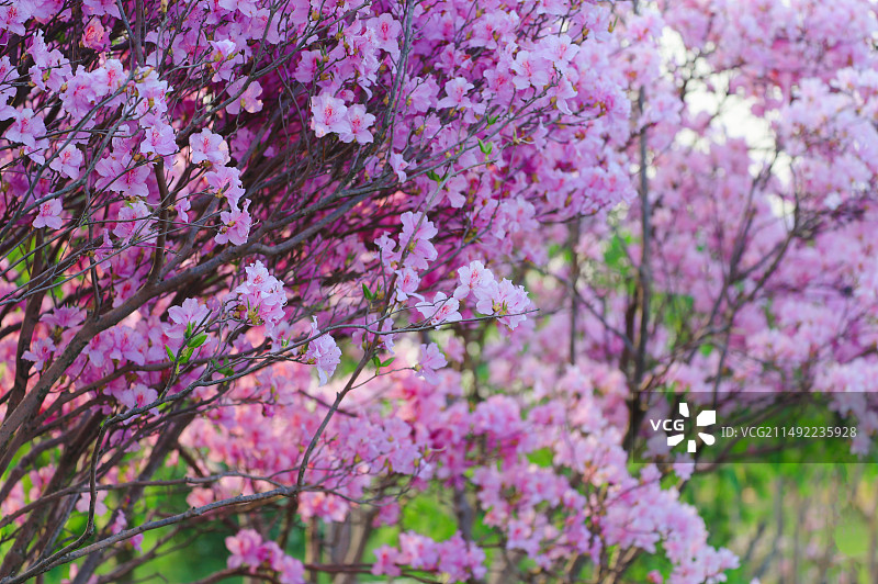 阳山紫藤园杜鹃花图片素材