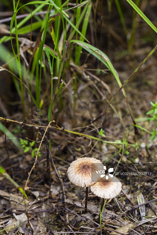 路边学名叫硬柄小皮伞的野蘑菇图片素材