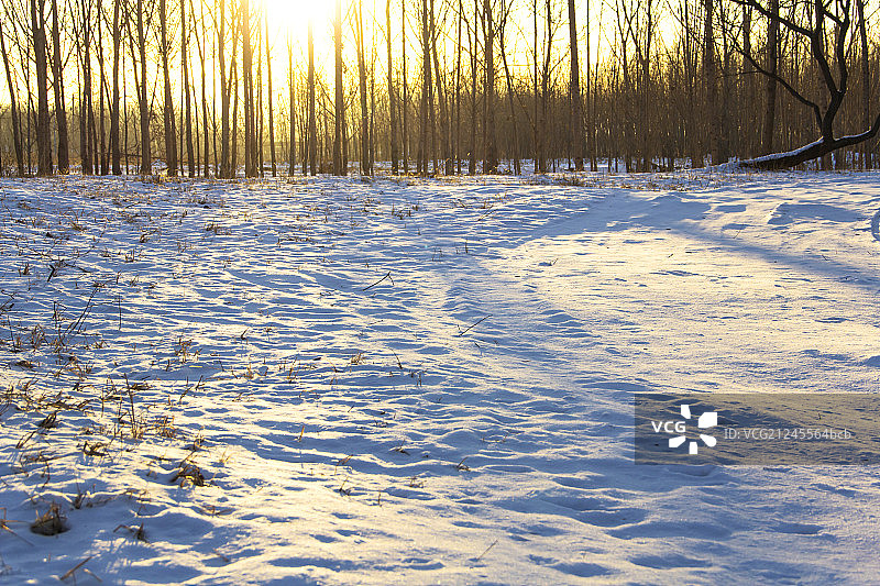 冬季清晨的树林图片素材