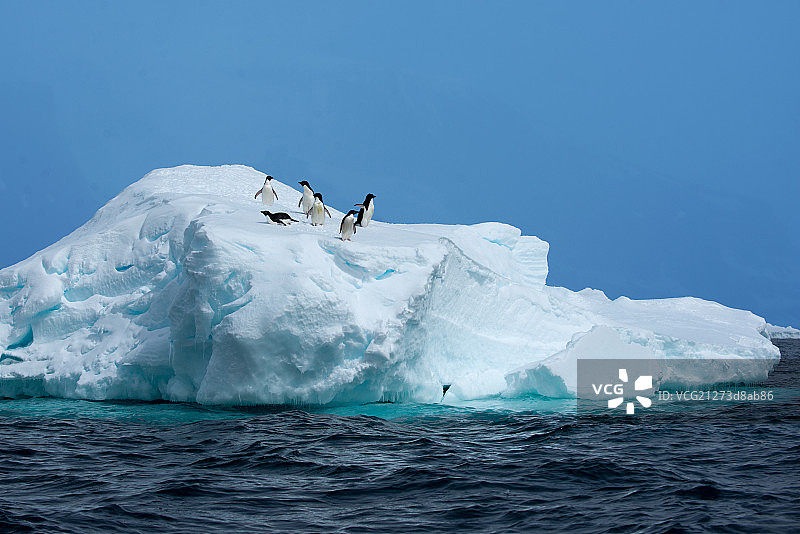 浮冰上的企鹅图片素材