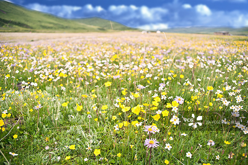 鲜花盛开的大草原图片素材