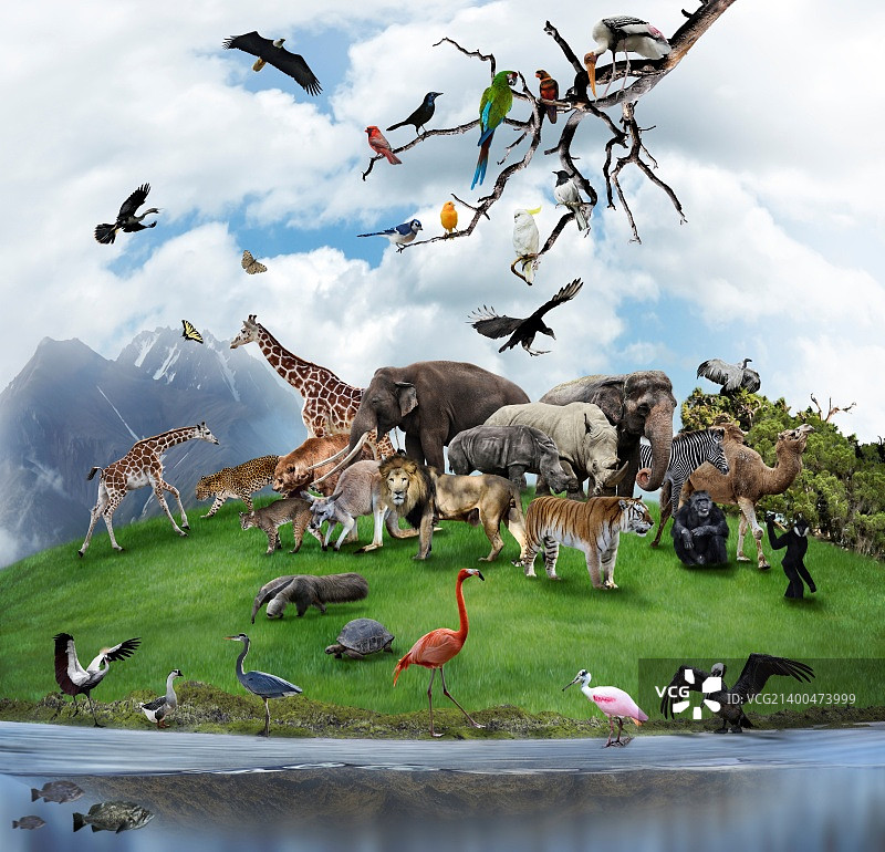 野生动物和鸟类的自然拼贴画图片素材