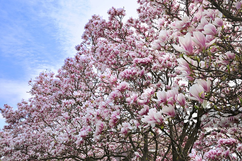 树上开着粉红色和白色的玉兰花图片素材