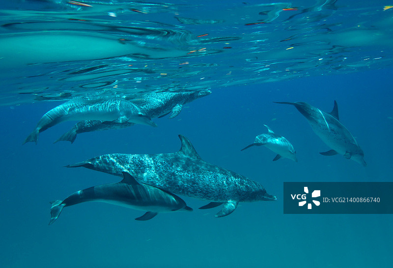 巴哈马，比米尼的海豚(海豚)图片素材