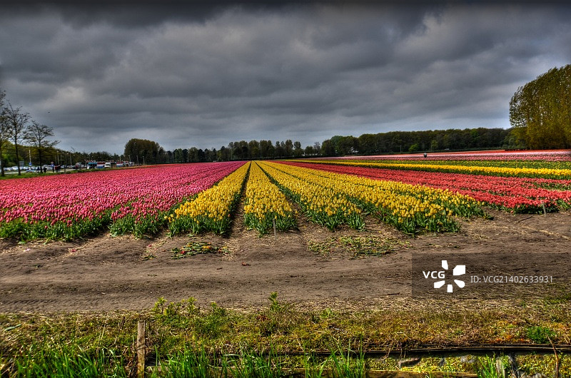荷兰郁金香绚丽多彩的田野图片素材