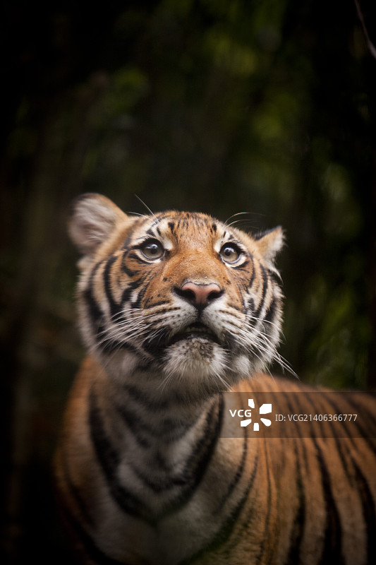 布朗克斯动物园的老虎图片素材