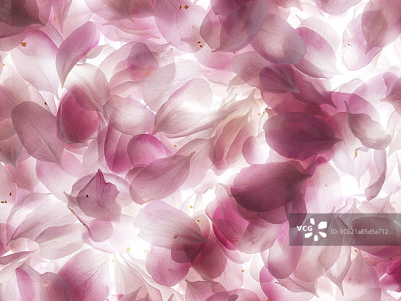 海棠花瓣图片素材