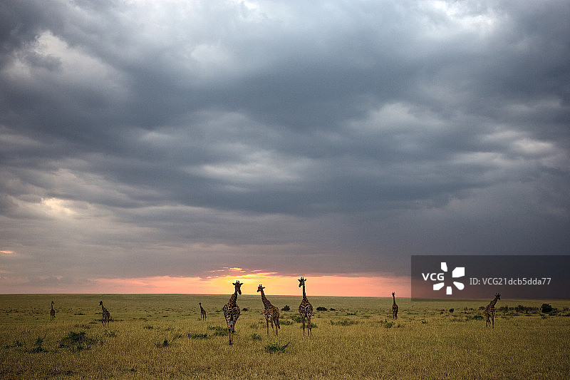 非洲肯尼亚草原上的长颈鹿图片素材