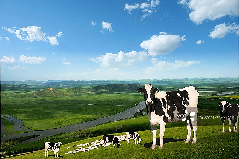 牧场奶牛图片素材
