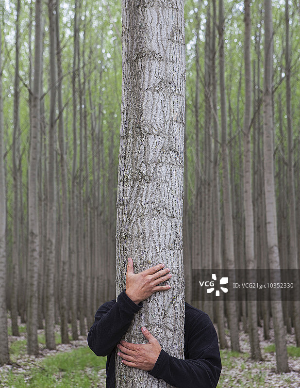 美国俄勒冈州的一处杨树苗圃。一个男人抱着一棵树图片素材
