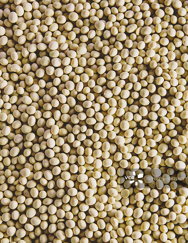 黄豆，小而圆的豆子，是最受欢迎和健康的豆类之一。图片素材