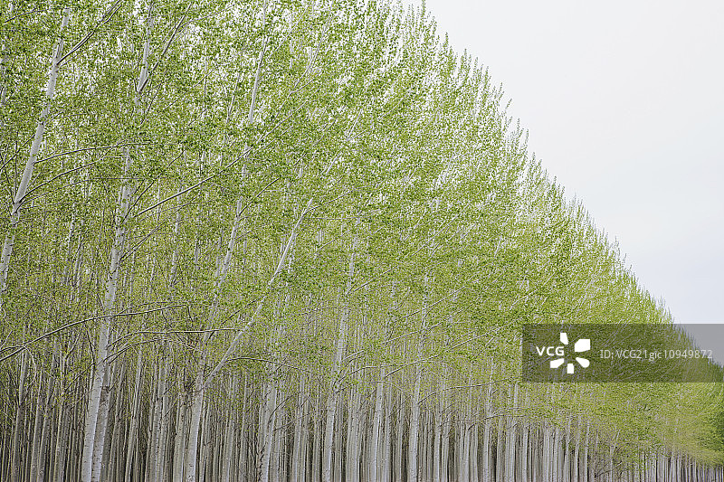 美国俄勒冈州的白杨树种植园，苗圃，长着白色树皮的高大笔直的树图片素材