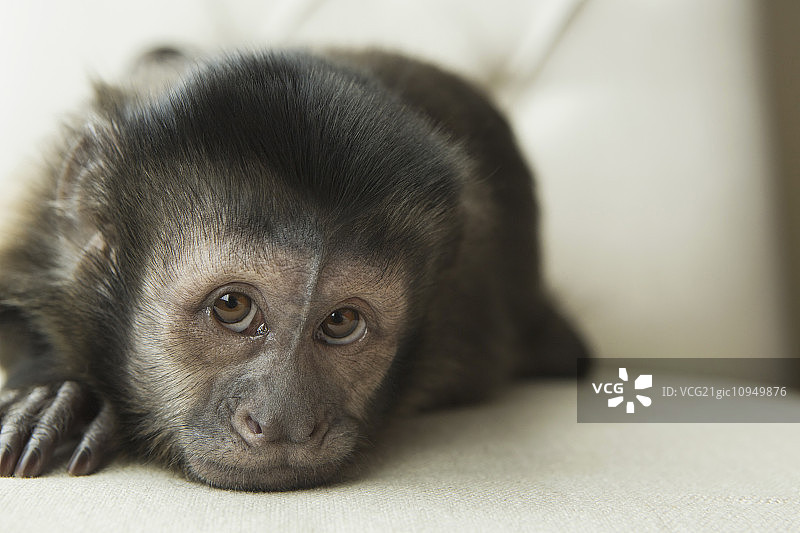 卧室里一只卷尾猴，躺在软垫椅上，看起来很孤独。图片素材