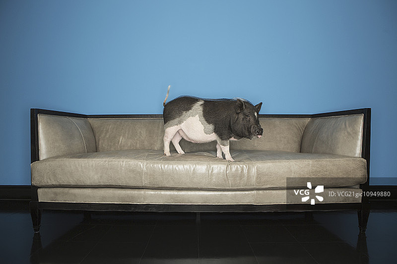 一只黑白相间的大肚猪站在沙发上，在一个家庭里。图片素材