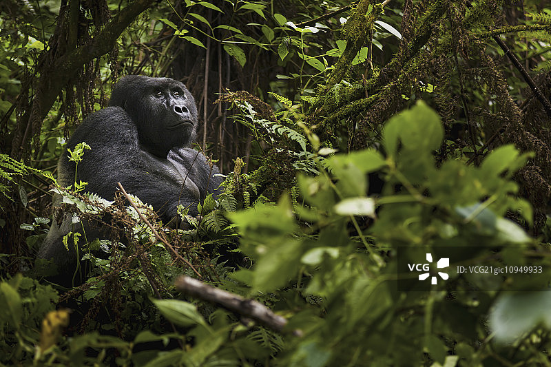 山地大猩猩，火山国家公园，卢旺达图片素材