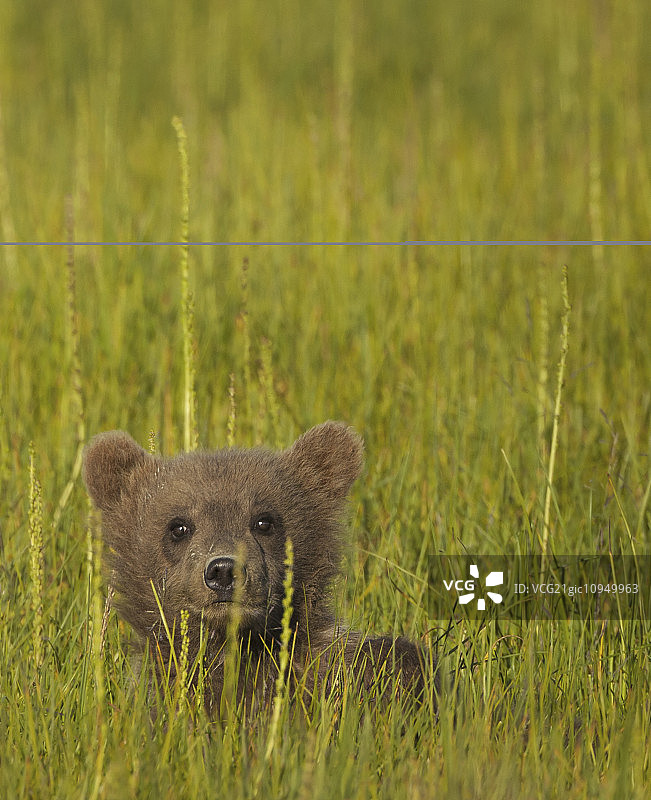 小棕熊，克拉克湖国家公园，阿拉斯加，美国图片素材