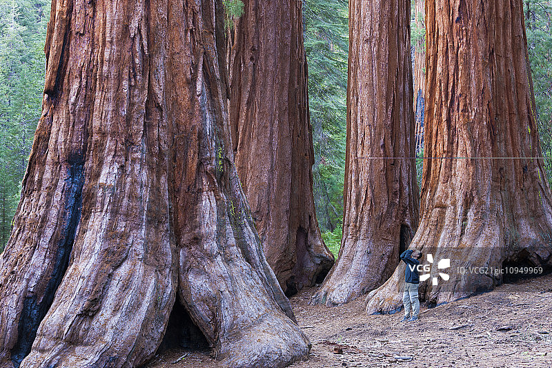 约塞米蒂国家公园的红杉。站在底部向上看的人。图片素材