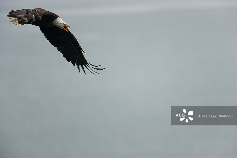 空中的秃鹰，卡特迈国家公园，阿拉斯加，美国。图片素材