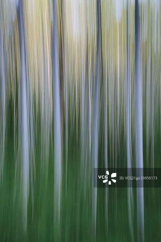 桤木森林抽象，模糊运动，奥林匹克NP图片素材