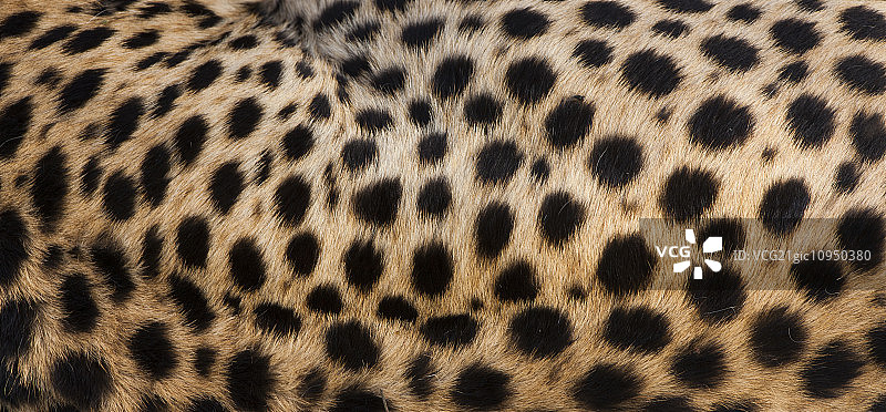 坦桑尼亚塞伦盖蒂国家公园猎豹的藏身之处的特写镜头图片素材