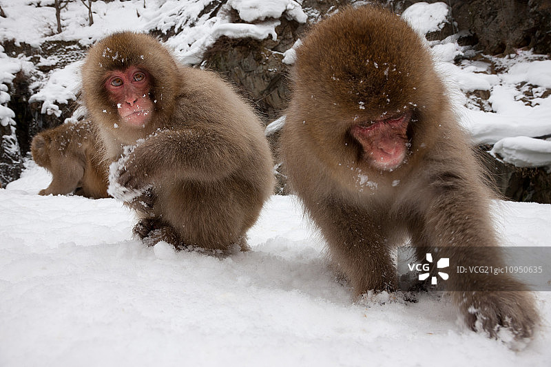 日本猕猴，日本阿尔卑斯山，本州岛，日本图片素材