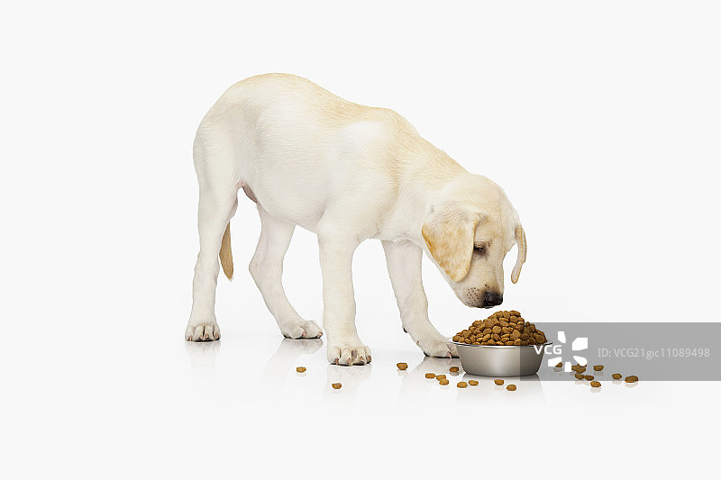 狗(站着)吃盘子里的干狗粮图片素材