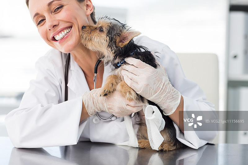 可爱的小狗亲吻女兽医在诊所图片素材