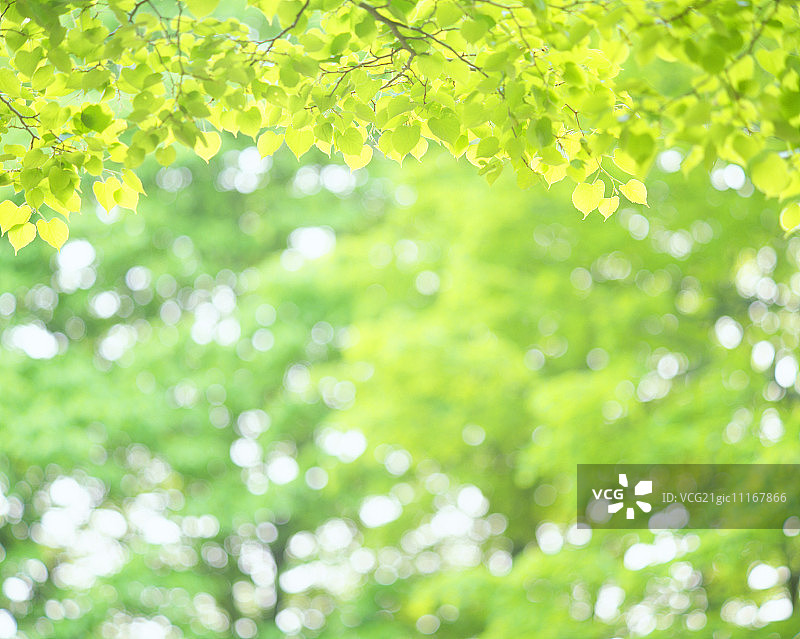 新鲜的绿色菩提树图片素材
