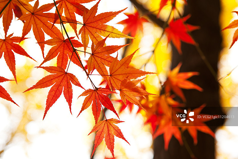 首尔的秋景图片素材