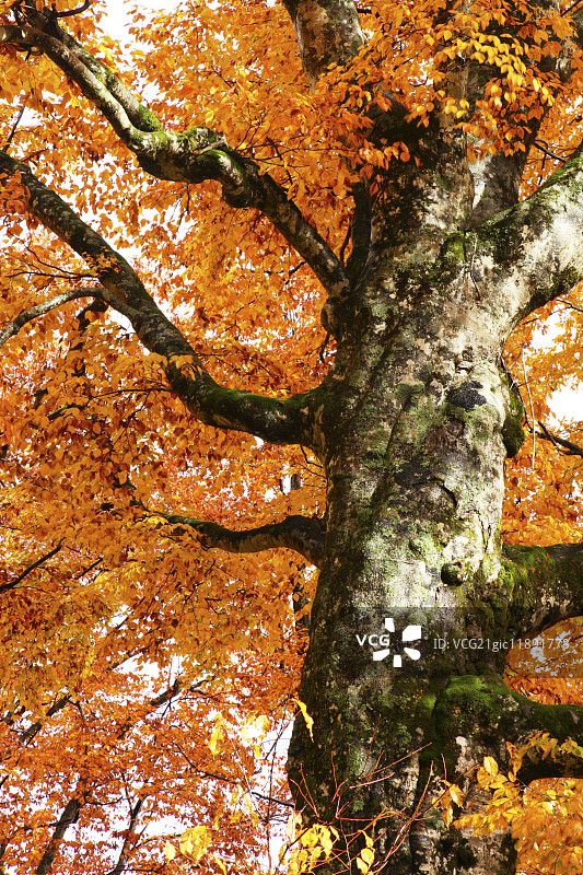 秋天的颜色，青森县，日本图片素材