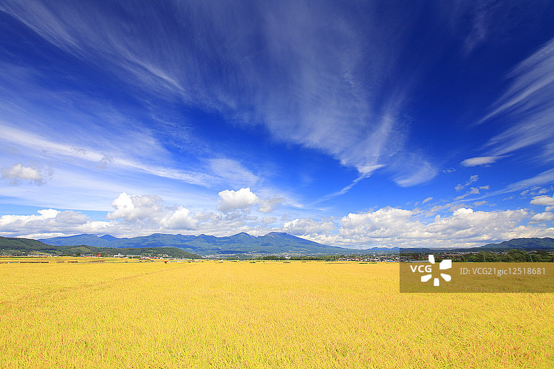 稻田里种植着水稻，远处是浅山图片素材
