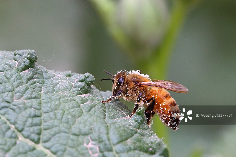 小蜜蜂的季节——第六个图片素材