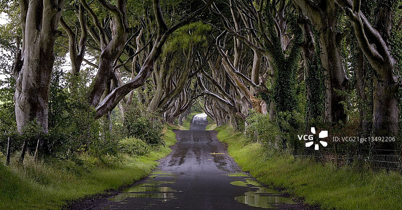 英国北爱尔兰乡村公路两侧树木形成的天然隧道图片素材
