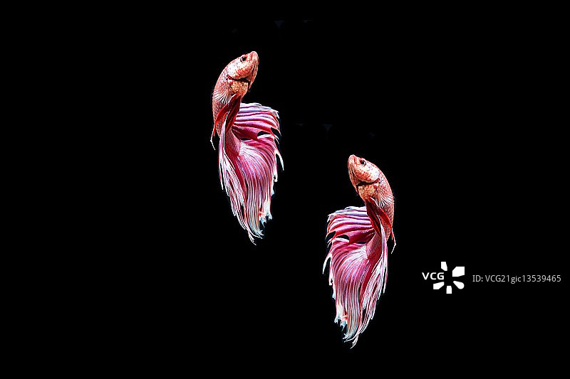 暹罗格斗鱼-一对图片素材