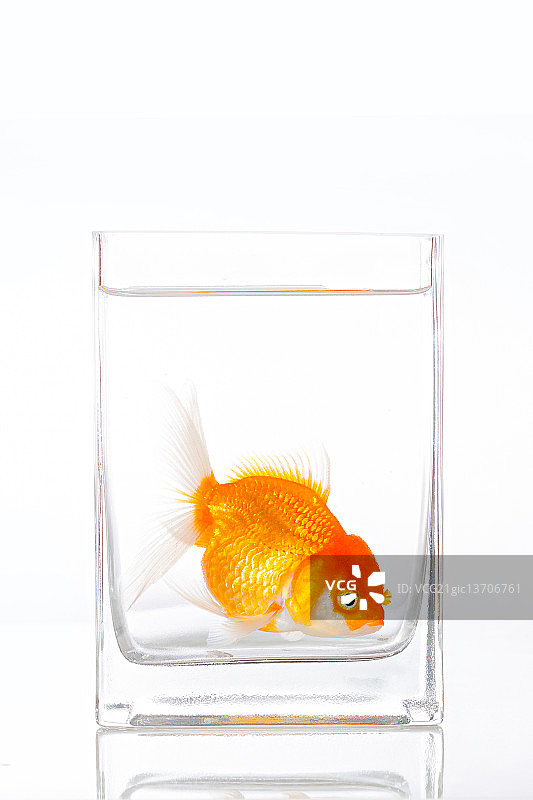 金鱼鱼缸图片素材