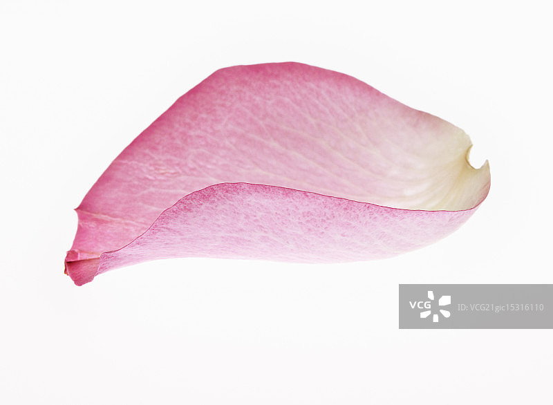 粉红色花瓣的特写图片素材