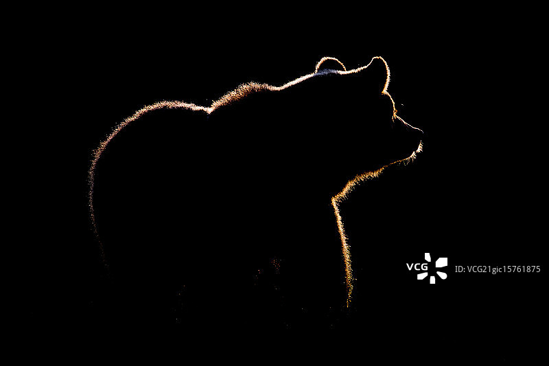 一只棕色熊的剪影，芬兰。图片素材