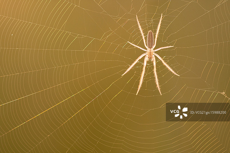 Orbweaver蜘蛛》图片素材